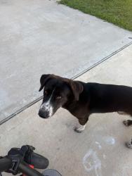Found/Stray Male Dog last seen Caney Mills subdivision,Caney Trails and 1484/Willis Waukegan, Cut and Shoot, TX 77303