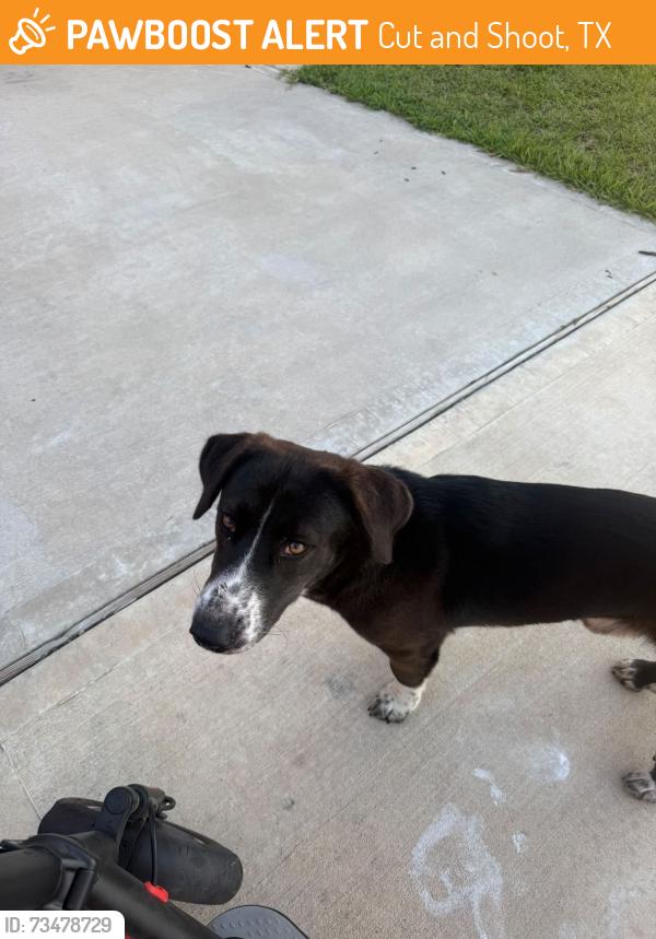 Found/Stray Male Dog last seen Caney Mills subdivision,Caney Trails and 1484/Willis Waukegan, Cut and Shoot, TX 77303