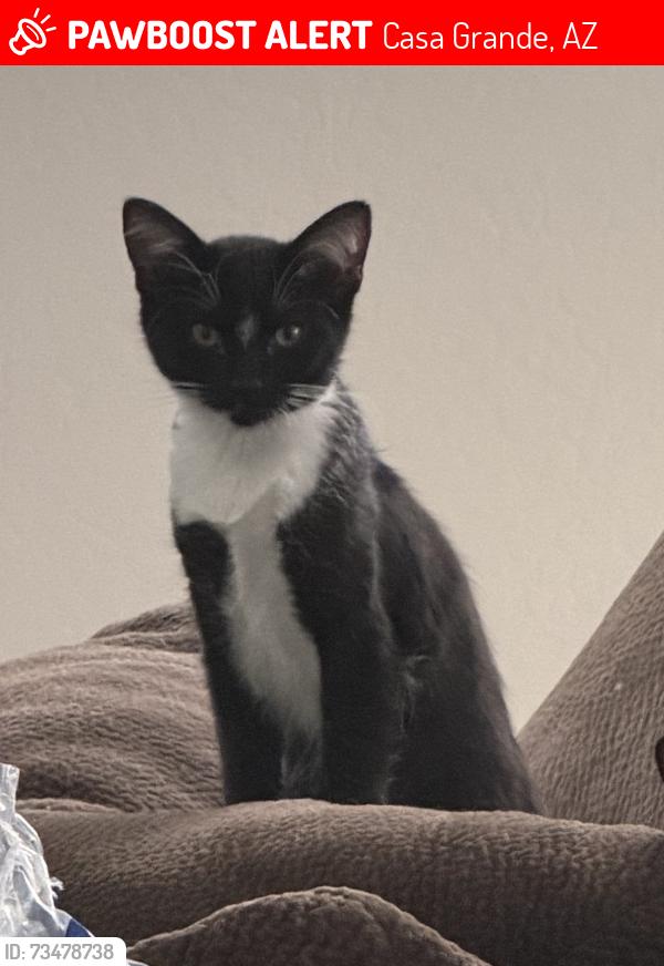 Lost Male Cat last seen Cottonwood and Trekell, Casa Grande, AZ 85122