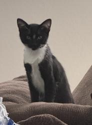 Lost Male Cat last seen Cottonwood and Trekell, Casa Grande, AZ 85122