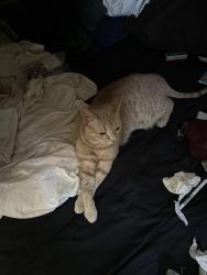 Lost Female Cat last seen Florida& Santa Fe, Denver, CO 80223