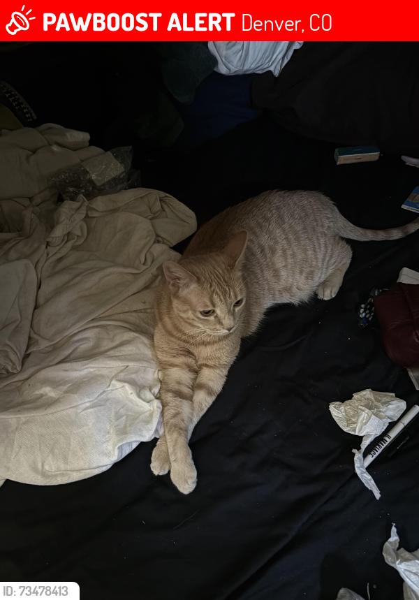 Lost Female Cat last seen Florida& Santa Fe, Denver, CO 80223