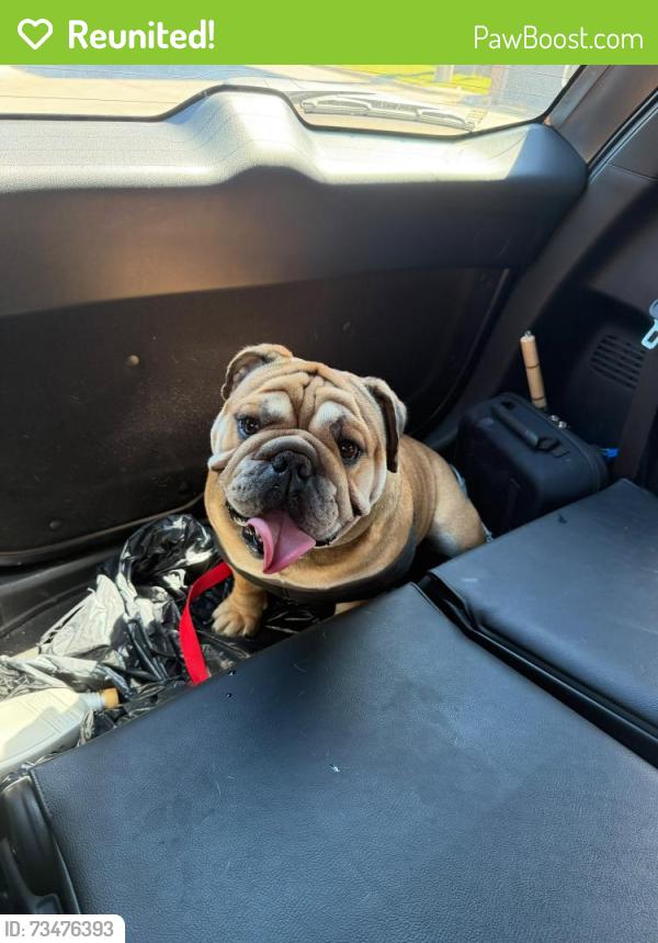 Reunited Male Dog last seen Hogan st near loves gas station, Dallas, TX 75232