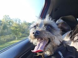 Found/Stray Male Dog last seen Old swimming pool rd & old pendergrass rd, Jefferson, GA 30549