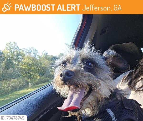 Found/Stray Male Dog last seen Old swimming pool rd & old pendergrass rd, Jefferson, GA 30549