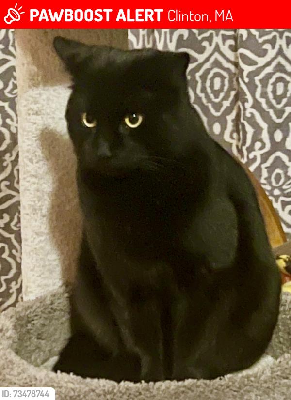 Lost Male Cat last seen Birch St Haskell Ave, Clinton, MA 01510