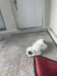 Lost Male Dog last seen Lincoln park academy, Fort Pierce, FL 34950