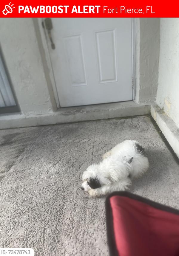 Lost Male Dog last seen Lincoln park academy, Fort Pierce, FL 34950