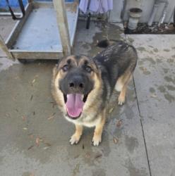 Shelter Stray Male Dog last seen , 1850 W 60th St, Los Angeles, CA 90047, USA