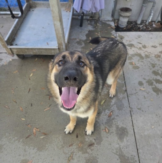 Shelter Stray Male Dog last seen , 1850 W 60th St, Los Angeles, CA 90047, USA