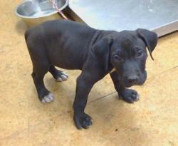 Shelter Stray Male Dog last seen WALTER AVE/STOCKTON BLVD,95828, 3839 Bradshaw Rd, Sacramento, CA 95827, USA