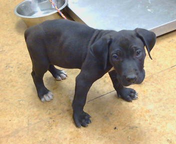 Shelter Stray Male Dog last seen WALTER AVE/STOCKTON BLVD,95828, 3839 Bradshaw Rd, Sacramento, CA 95827, USA