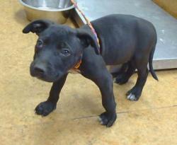 Shelter Stray Male Dog last seen WALTER AVE/STOCKTON BLVD,95828, 3839 Bradshaw Rd, Sacramento, CA 95827, USA