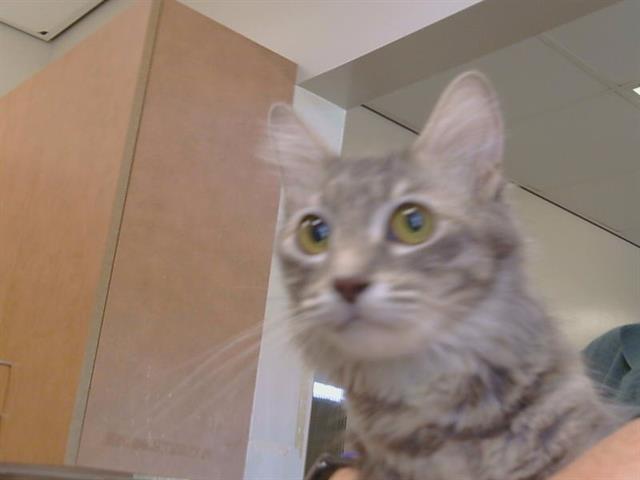 Shelter Stray Female Cat last seen EXCELSIOR AVE/ CALLABERO DR, 95662, 3839 Bradshaw Rd, Sacramento, CA 95827, USA