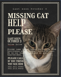 Lost Male Cat last seen Yulee drive & fishbowl by watertower, Homosassa, FL 34448