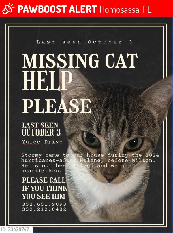 Lost Male Cat last seen Yulee drive & fishbowl by watertower, Homosassa, FL 34448