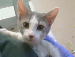 Shelter Stray Female Cat last seen EXCELSIOR AVE/ CALLABERO DR, 95662, 3839 Bradshaw Rd, Sacramento, CA 95827, USA