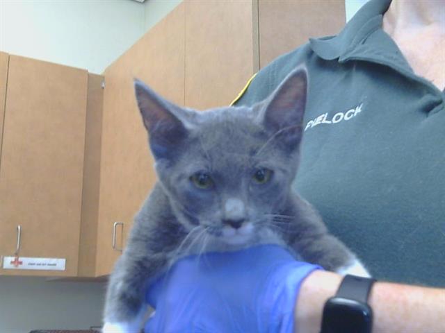 Shelter Stray Male Cat last seen EXCELSIOR AVE/ CALLABERO DR, 95662, 3839 Bradshaw Rd, Sacramento, CA 95827, USA
