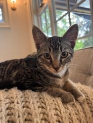 Lost Male Cat last seen Near Boyer ave east, Seattle, WA 98112