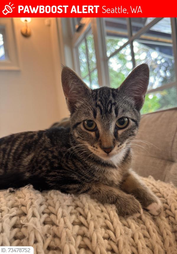 Lost Male Cat last seen Near Boyer ave east, Seattle, WA 98112