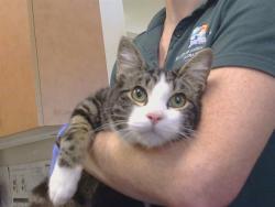 Shelter Stray Male Cat last seen EXCELSIOR AVE/ CALLABERO DR, 95662, 3839 Bradshaw Rd, Sacramento, CA 95827, USA