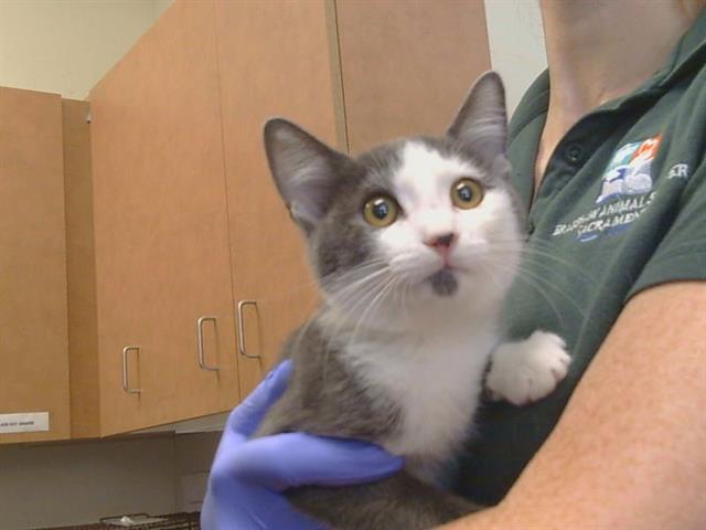 Shelter Stray Male Cat last seen EXCELSIOR AVE/ CALLABERO DR, 95662, 3839 Bradshaw Rd, Sacramento, CA 95827, USA