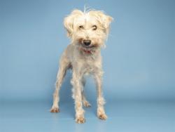 Shelter Stray Female Dog last seen Near BLOCK S ROOSEVELT ST, 5501 E Van Buren St, Phoenix, AZ 85008, USA