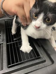 Shelter Stray Female Cat last seen Near BLOCK BLCK CHERRY AVE, LONG BEACH, CA 90805, 7700 E Spring St, Long Beach, CA 90815, USA