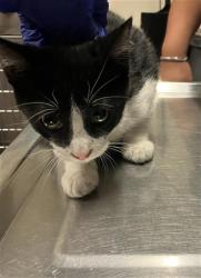 Shelter Stray Female Cat last seen Near BLOCK BLCK CHERRY AVE, LONG BEACH, CA 90805, 7700 E Spring St, Long Beach, CA 90815, USA