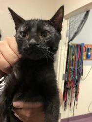 Shelter Stray Female Cat last seen Near BLOCK BLCK CHERRY AVE, LONG BEACH, CA 90805, 7700 E Spring St, Long Beach, CA 90815, USA