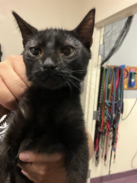 Shelter Stray Female Cat last seen Near BLOCK BLCK CHERRY AVE, LONG BEACH, CA 90805, 7700 E Spring St, Long Beach, CA 90815, USA