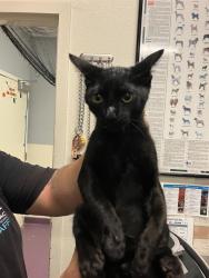 Shelter Stray Male Cat last seen Near BLOCK BLCK CHERRY AVE, LONG BEACH, CA 90805, 7700 E Spring St, Long Beach, CA 90815, USA