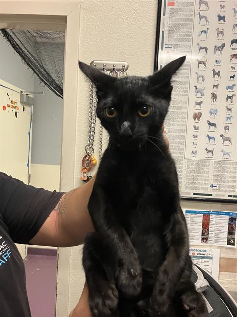 Shelter Stray Male Cat last seen Near BLOCK BLCK CHERRY AVE, LONG BEACH, CA 90805, 7700 E Spring St, Long Beach, CA 90815, USA