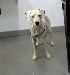 Shelter Stray Male Dog last seen MESA DR AND BROWN RD, 1920 S Lewis, Mesa, AZ 85210, USA