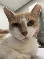 Shelter Stray Male Cat last seen Near, 5001 E Raymond St, Indianapolis, IN 46203, USA