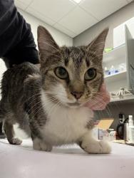 Shelter Stray Female Cat last seen Near, 5001 E Raymond St, Indianapolis, IN 46203, USA