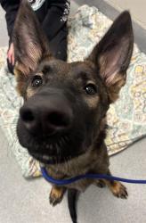 Shelter Stray Male Dog last seen Near, 5001 E Raymond St, Indianapolis, IN 46203, USA