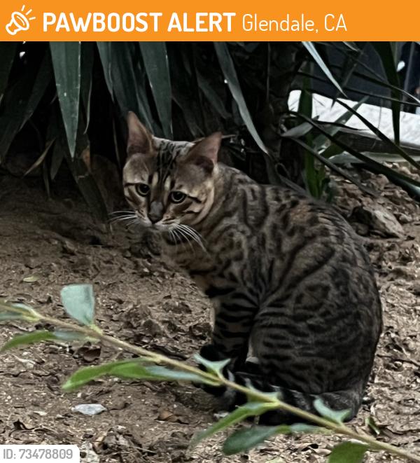 Found/Stray Male Cat last seen Boyton St and East Cypress, Glendale, CA 91205
