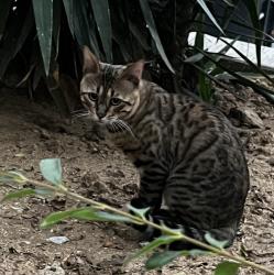 Found/Stray Male Cat last seen Boyton St and East Cypress, Glendale, CA 91205