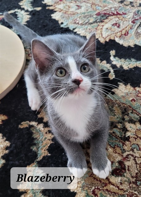 Shelter Stray Male Cat last seen Near BLOCK BELVEDERE AVE, FAYETTEVILLE NC 28305, 4704 Corporation Dr, Fayetteville, NC 28306, USA
