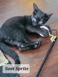 Shelter Stray Male Cat last seen Near BLOCK BELVEDERE AVE, FAYETTEVILLE NC 28305, 4704 Corporation Dr, Fayetteville, NC 28306, USA