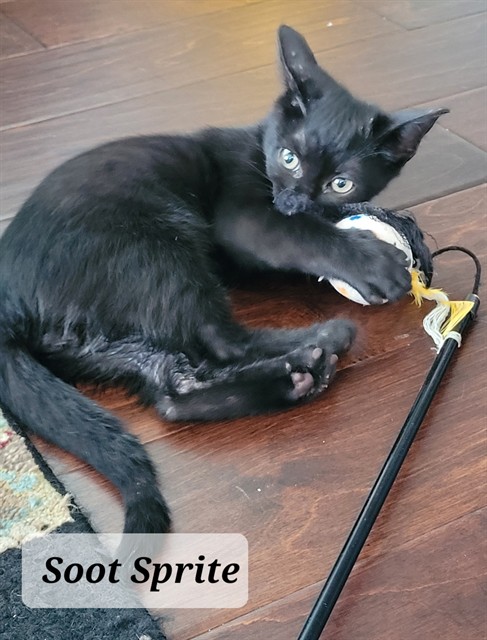 Shelter Stray Male Cat last seen Near BLOCK BELVEDERE AVE, FAYETTEVILLE NC 28305, 4704 Corporation Dr, Fayetteville, NC 28306, USA