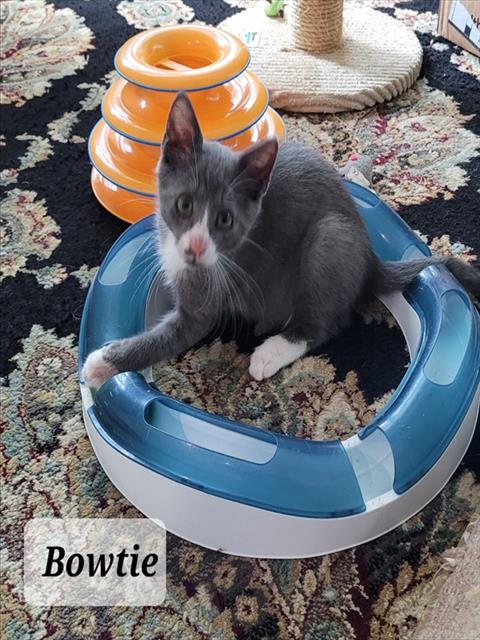 Shelter Stray Male Cat last seen Near LADONIA DR, FAYETTEVILLE NC 28314, 4704 Corporation Dr, Fayetteville, NC 28306, USA