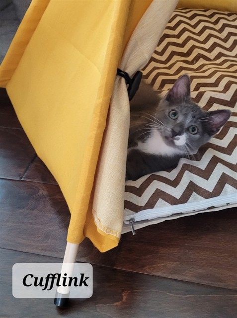 Shelter Stray Male Cat last seen Near LADONIA DR, FAYETTEVILLE NC 28314, 4704 Corporation Dr, Fayetteville, NC 28306, USA