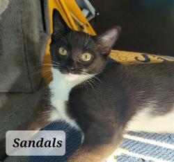 Shelter Stray Female Cat last seen Near BLOCK RAMSEY ST, FAYETTEVILLE NC 28301, 4704 Corporation Dr, Fayetteville, NC 28306, USA