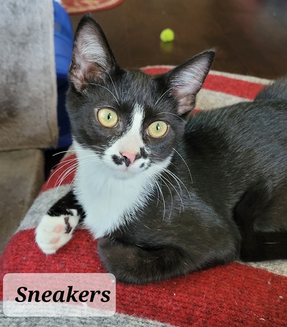 Shelter Stray Male Cat last seen Near BLOCK RAMSEY ST, FAYETTEVILLE NC 28301, 4704 Corporation Dr, Fayetteville, NC 28306, USA