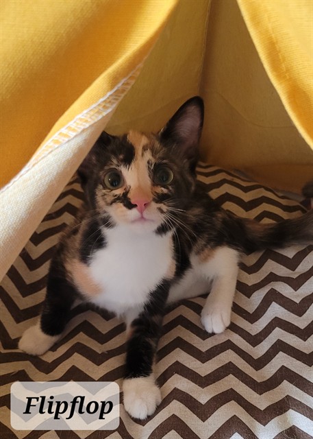 Shelter Stray Female Cat last seen Near BLOCK RAMSEY ST, FAYETTEVILLE NC 28301, 4704 Corporation Dr, Fayetteville, NC 28306, USA