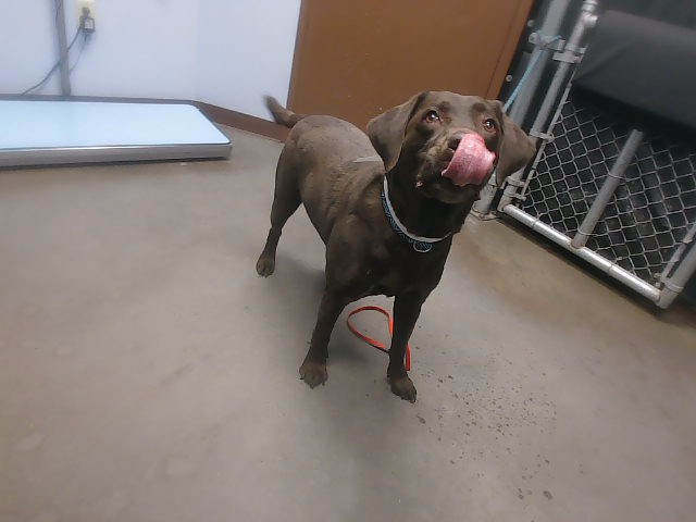 Shelter Stray Female Dog last seen 75TH AVE AND JOMAX RD, 2500 S 27th Ave, Phoenix, AZ 85009, USA
