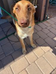 Shelter Stray Female Dog last seen 134TH AVE AND SOUTH MOUNTAIN RD, 2500 S 27th Ave, Phoenix, AZ 85009, USA