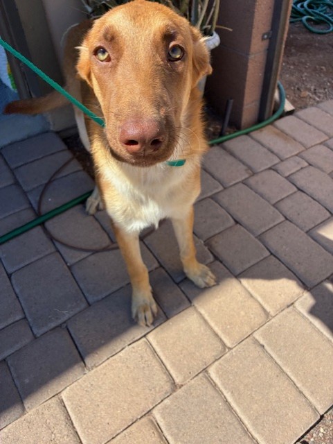 Shelter Stray Female Dog last seen 134TH AVE AND SOUTH MOUNTAIN RD, 2500 S 27th Ave, Phoenix, AZ 85009, USA